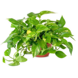 Easy to grow house plant